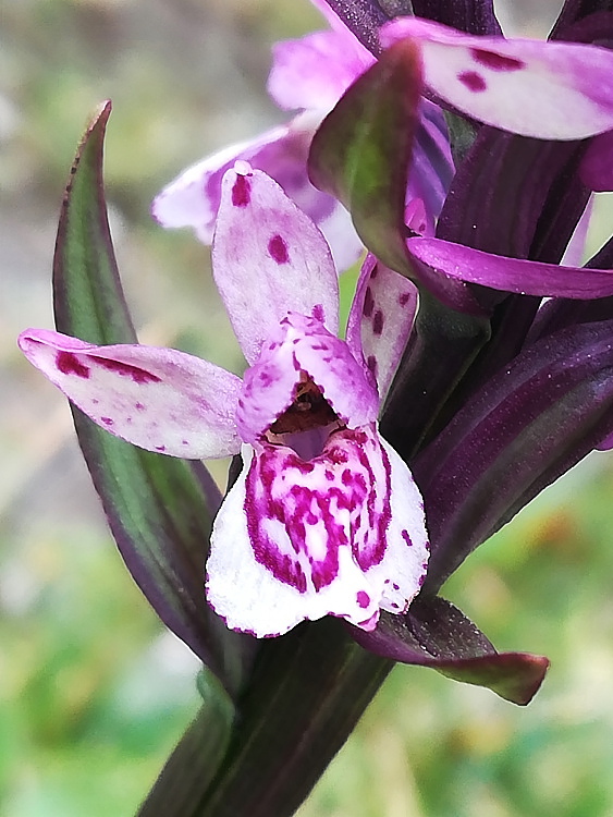 Particolare cromatismo in Dactylorhiza lapponica subsp. rhaetica